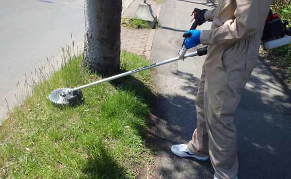 庭や道路脇などの背の低い草に