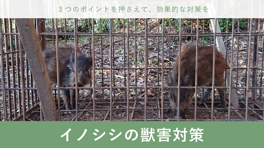 イノシシ 獣害対策 畑作 農業 豚熱 環境