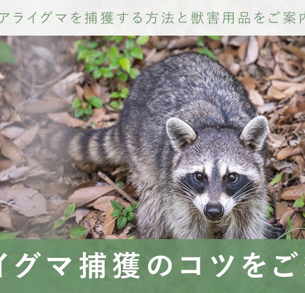 アライグマの捕獲は春がおすすめ！捕獲のコツ