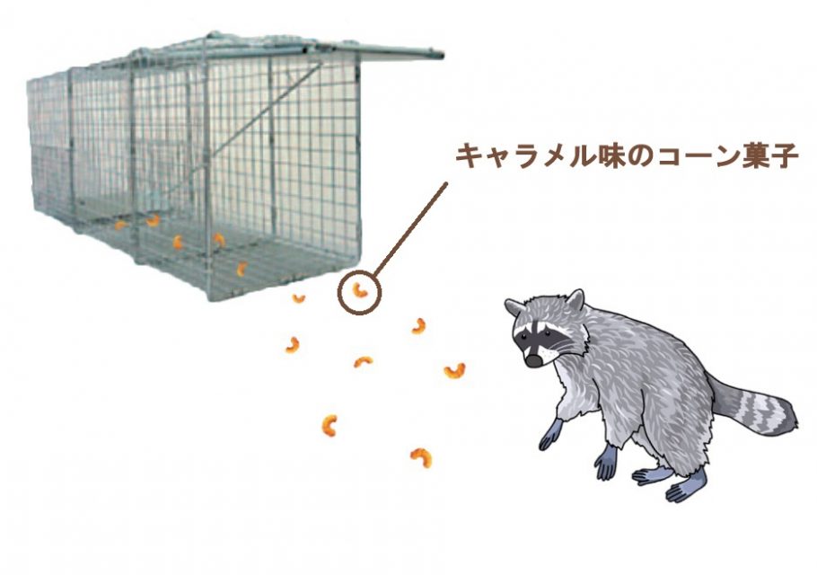 raccoons_capture