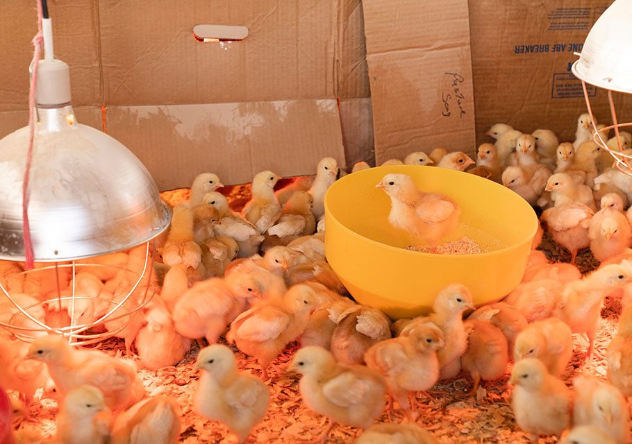 畜産用ヒーター は冬の必需品！牛や豚の寒さ対策に – ボクらの農業EC