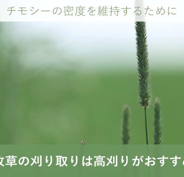 牧草の刈り取りは10cm以上の高刈りがおすすめ