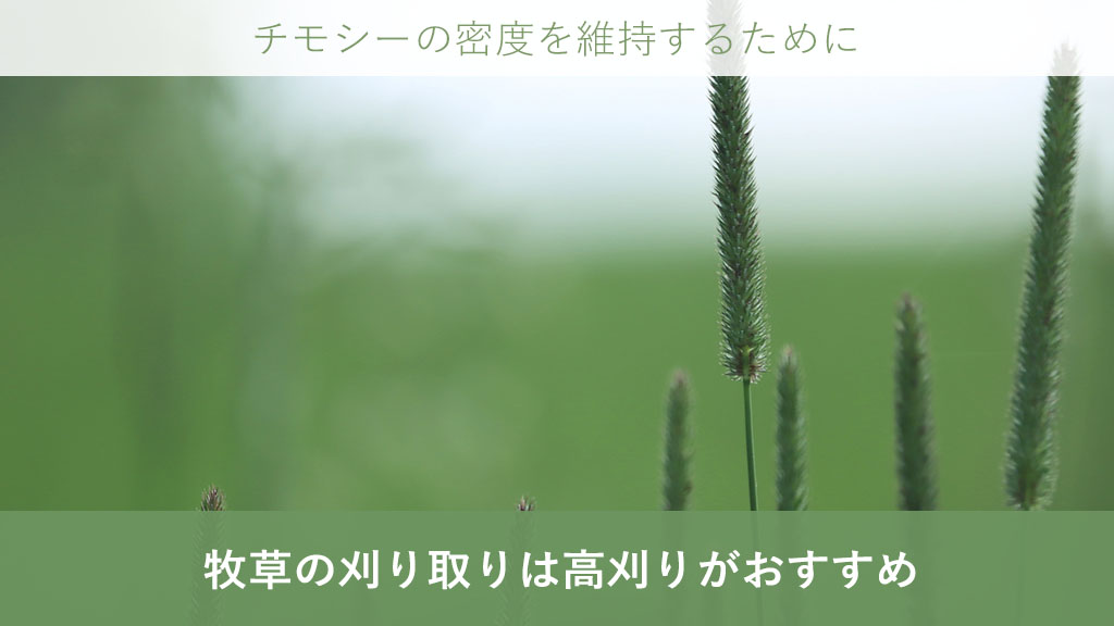 牧草 一番草 刈取り 収穫 チモシー 再生 イネ科 永続性 刈高 モアコンディショナー レシプロソー ロール牧草 細断